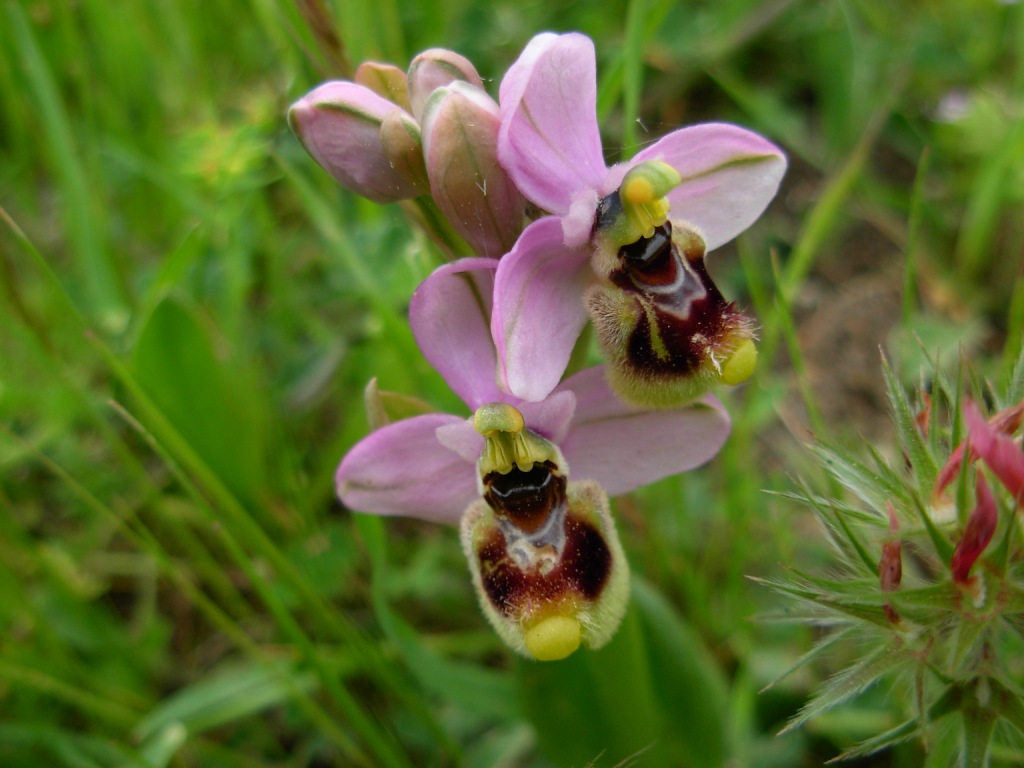 Ophrys tenthredinifera?